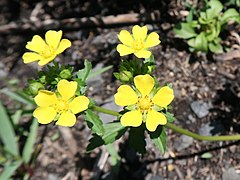 花は黄色で5弁花。花弁は倒心形で、先端はくぼむ。