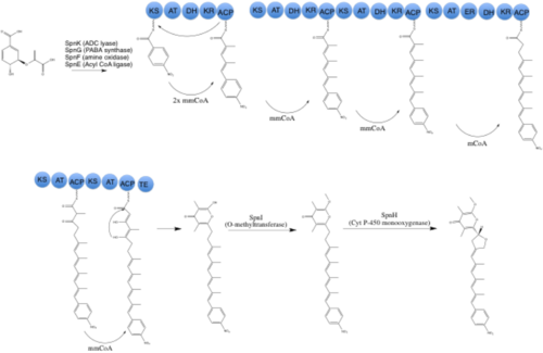 Proposed biosynthetic route to Spectinabilin. mmCoA: methylmalonyl-Coa, mCoA: Malonyl-CoA. Spn proteins assigned possible function according to their homology to proteins of known function.