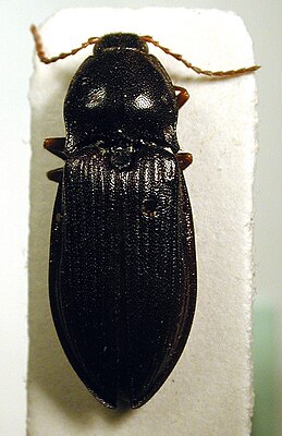 Pseudanostirus globicollis