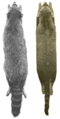 Skins of a common raccoon (left) and crab-eating raccoon (right)