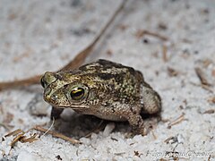 Description de l'image Rhinella merainae ULC.jpg.