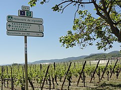 La véloroute dans le vignoble alsacien à Rorschwihr