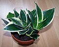 Sansevieria trifasciata 'Super Marginata'