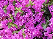 Bougainvillea spectabilis