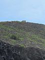 A small stone building on the top of the island of Redonda, Leeward Islands, West Indies, is one of a few surviving structures that date from the days when guano was mined there