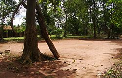 Students prep tree at Ositelu Memorial College