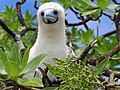 Image 6 Red-footed booby More selected pictures