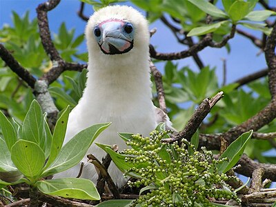 Red-footed booby, by United States Coast Guard