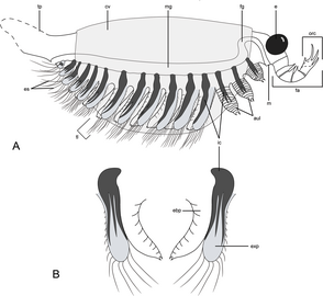 Diagram of Surusicaris