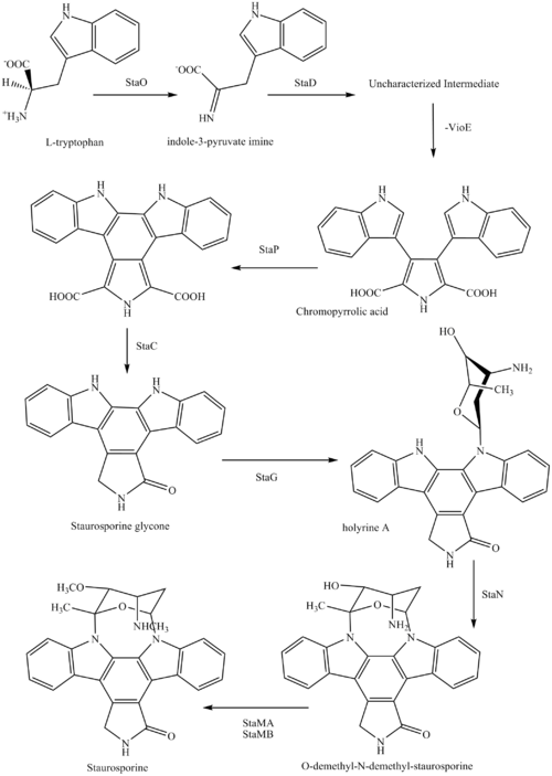 Synthesis of Staurosporine