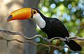 Toco toucan