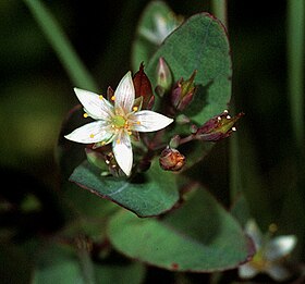 Triadenum virginicum