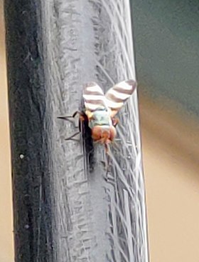 Mosca de asas pintadas da tribo Lipsanini