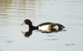 Tufted duck near Newport Wetlands RSPB Reserve visitor centre/picnic and play area