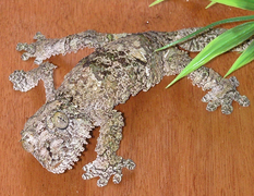 Uroplatus sikorae.