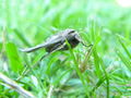 Agrotis exclamationis