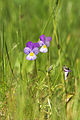 Viola tricolor