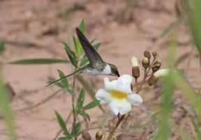 Female hovering besides the flower of the plant Amphilophium elongatum, extending its bill inside the flower from the side