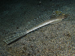 Calliurichthys japonicus