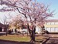 桜　（本社工場）