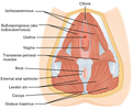 Muscles of the female perineum.
