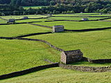 Stone barns in the meadows near Gunnerside New Bridge