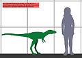 Tarbosaurus (5 years).