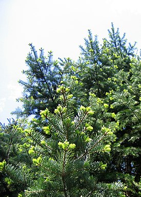 Abies holophylla, выращенная в Ботаническом саду Вроцлавского университета, Вроцлав, Польша.