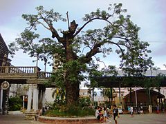 Acacia Tree fronting the church