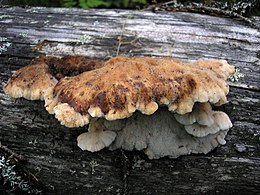 Амілоцистис лапландський (Amylocystis lapponicus)