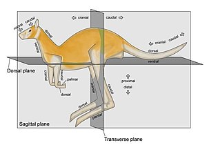 Anatomical directions and planes shown on a kangaroo.