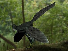 Archaeopteryx (Aves)