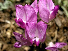 Astragalus utahensis