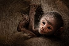 Tufted gray langur, Yala National Park, Sri Lanka Photo by Predložak:U