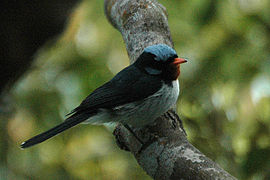 Myiagra azureocapilla (Monarchidae)