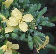 Flores de brócoli