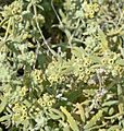 Buddleja utahensis