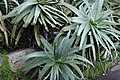 Aloe at San Francisco Botanical Garden