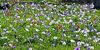 Anemone coronaria de couleurs variées, Israël.