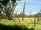 Celery Bog nature area