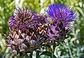 Cardoon plant in early August, Botanical Garden, Gaillac