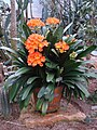 Clivia miniata en el "Botanischer Garten der Universität Zürich".