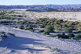 Désert de la Vallée de Coachella.