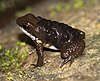 Common rocket frog with tadpoles