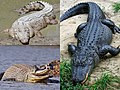 Crocodilia