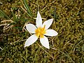 Crocus sieberi 'Bowles White'