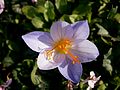 Crocus speciosus 'Artabir' close-up