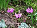 Cyclamen pseudibericum