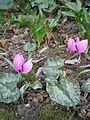 Cyclamen pseudibericum flowering