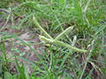 Yerba egipcia (Dactyloctenium aegyptium)